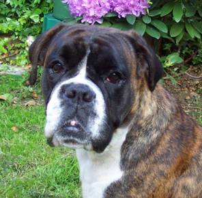 Dernbacherhof-Boxer