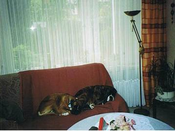 Dernbacherhof-Boxer