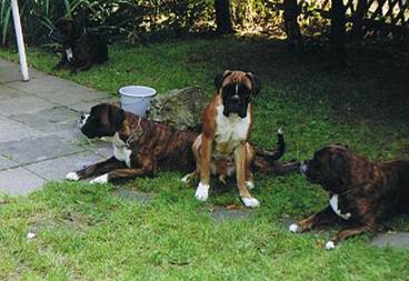 Dernbacherhof-Boxer