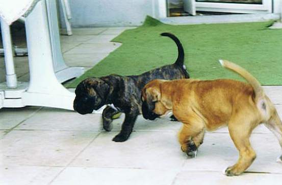 Dernbacherhof-Boxer