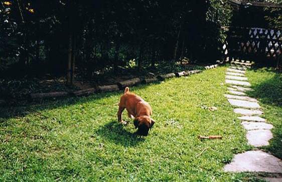 Dernbacherhof-Boxer