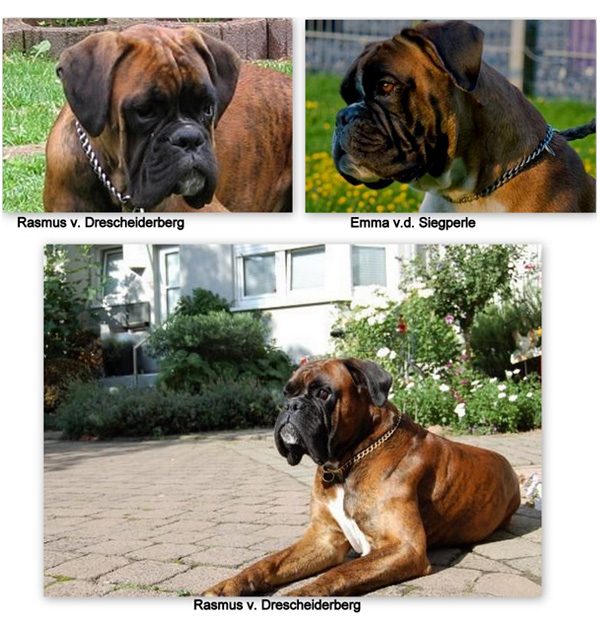 Dernbacherhof-boxer