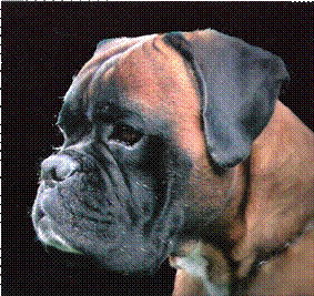Dernbacherhof-Boxer