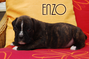 Enzo