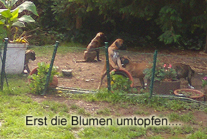 Blumen umtopfen