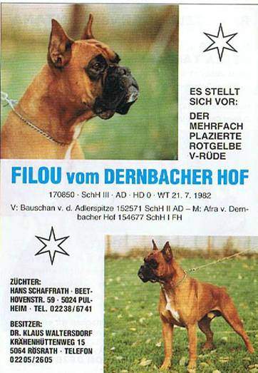 Dernbacherhof-Boxer