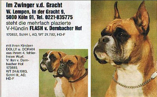 Dernbacherhof-Boxer