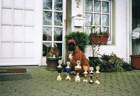 Dernbacherhof-Boxer